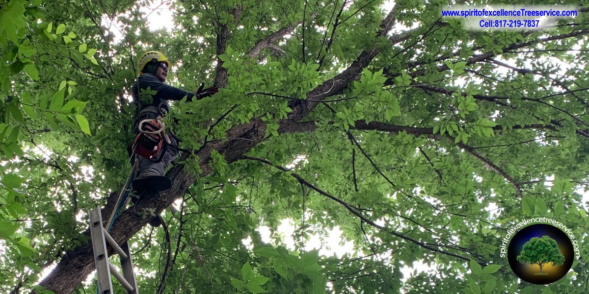 Tree Trimming | Tree Removal | Tree Care | Spirit of Excellence Tree Service.com