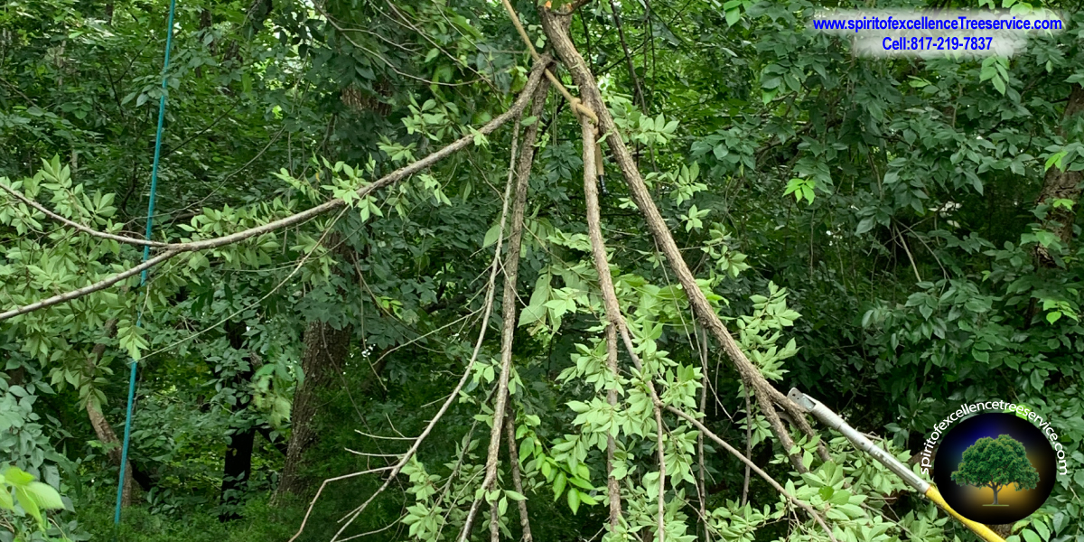 Tree Trimming | Tree Removal | Tree Care | Spirit of Excellence Tree Service.com