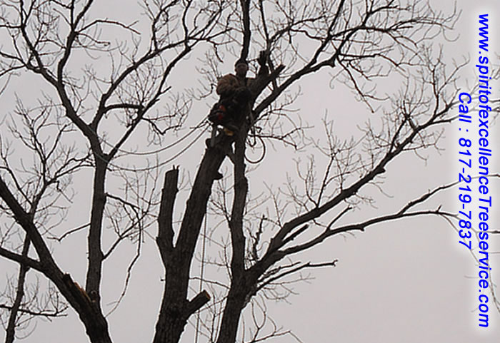 Tree Removal, Stump Removal, Tree Pruning and Tree Planting - spiritofexcellencetreeservice.com
