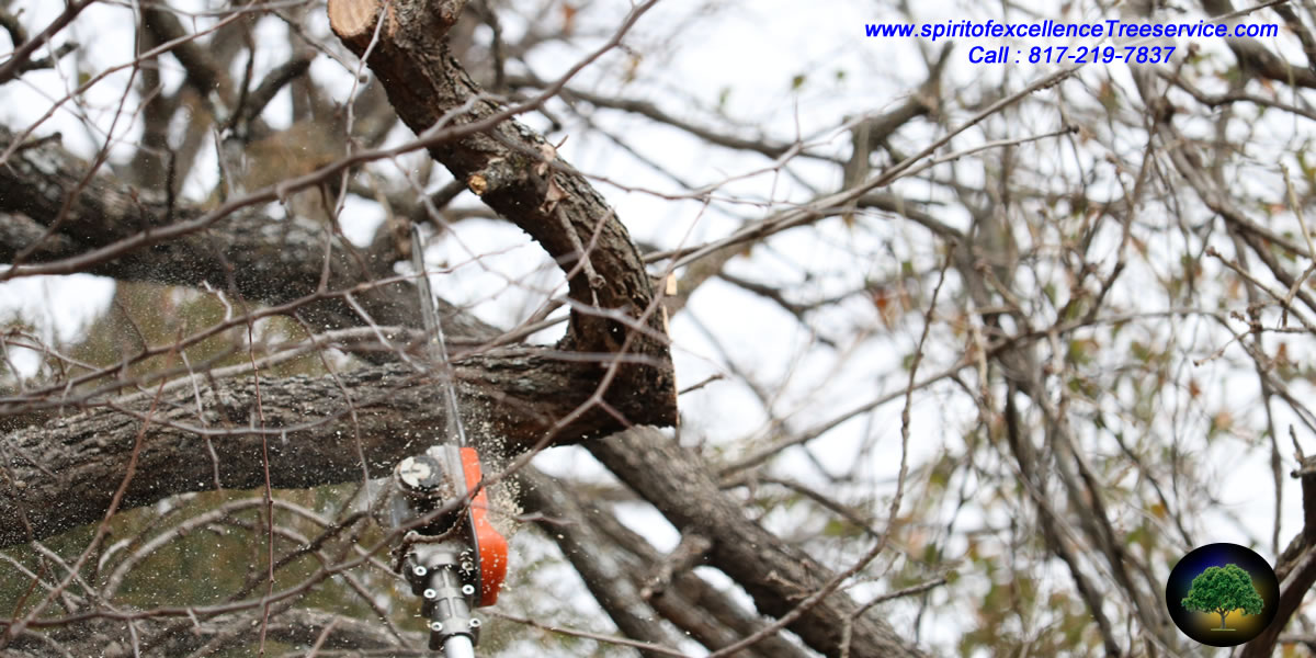 Spirit of Excellence Tree Service