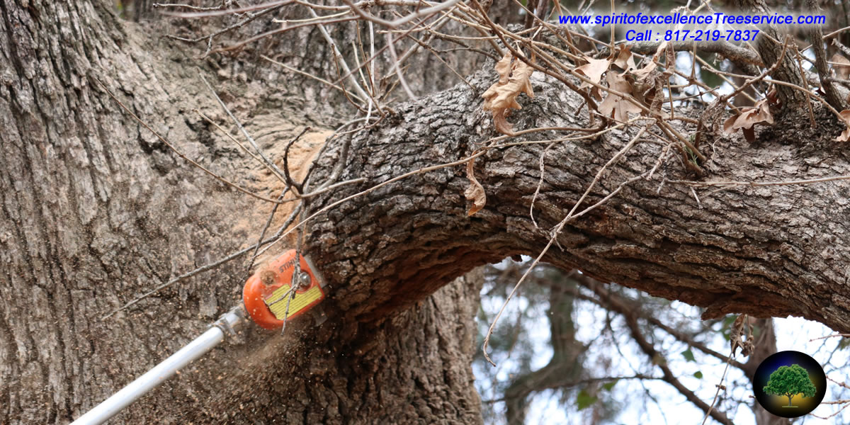 Tree Trimming | Tree Removal | Tree Care | Spirit of Excellence Tree Service.com