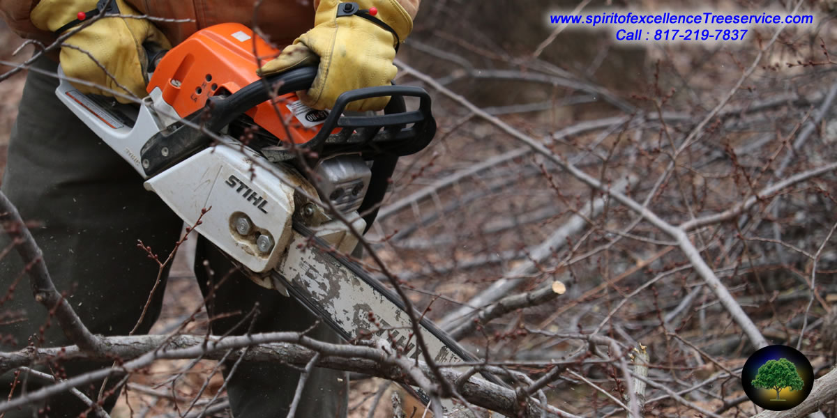 Tree Trimming | Tree Removal | Tree Care | Spirit of Excellence Tree Service.com