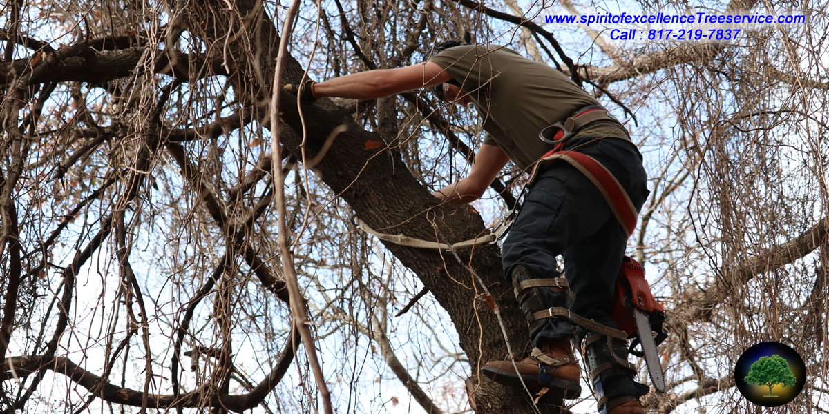Tree Trimming | Tree Removal | Tree Care | Spirit of Excellence Tree Service.com