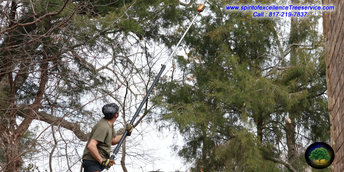 Tree Trimming | Tree Removal | Tree Care | Spirit of Excellence Tree Service.com
