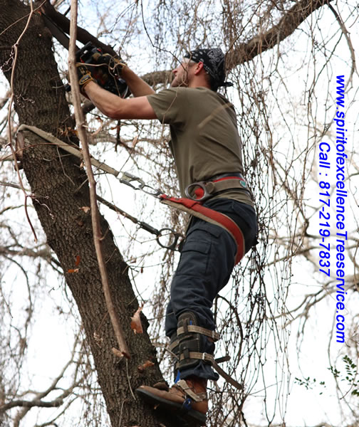 Tree Service | Spiritofexcellencetreeservice.com