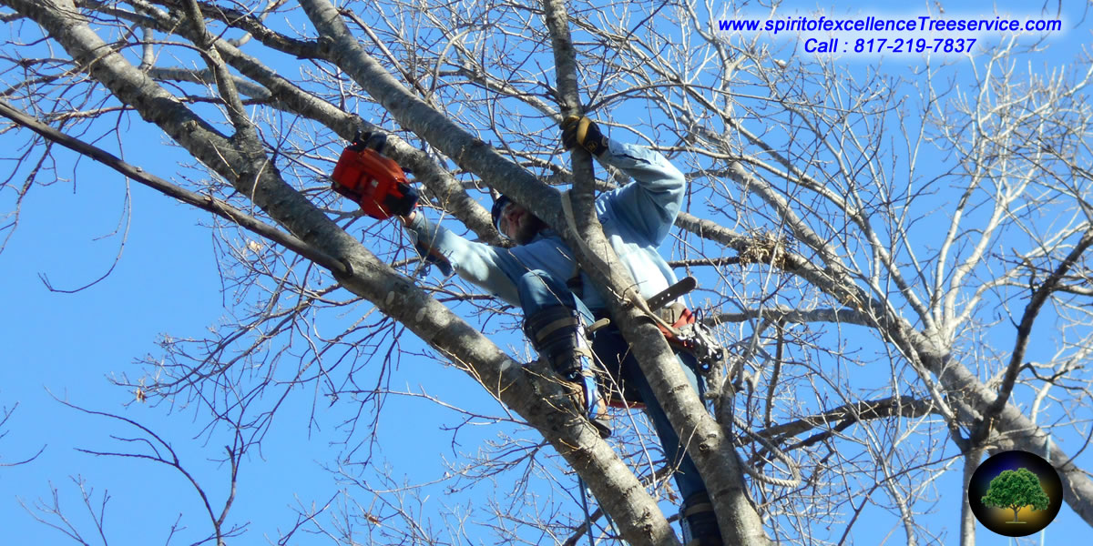 Tree Trimming | Tree Removal | Tree Care | Spirit of Excellence Tree Service.com
