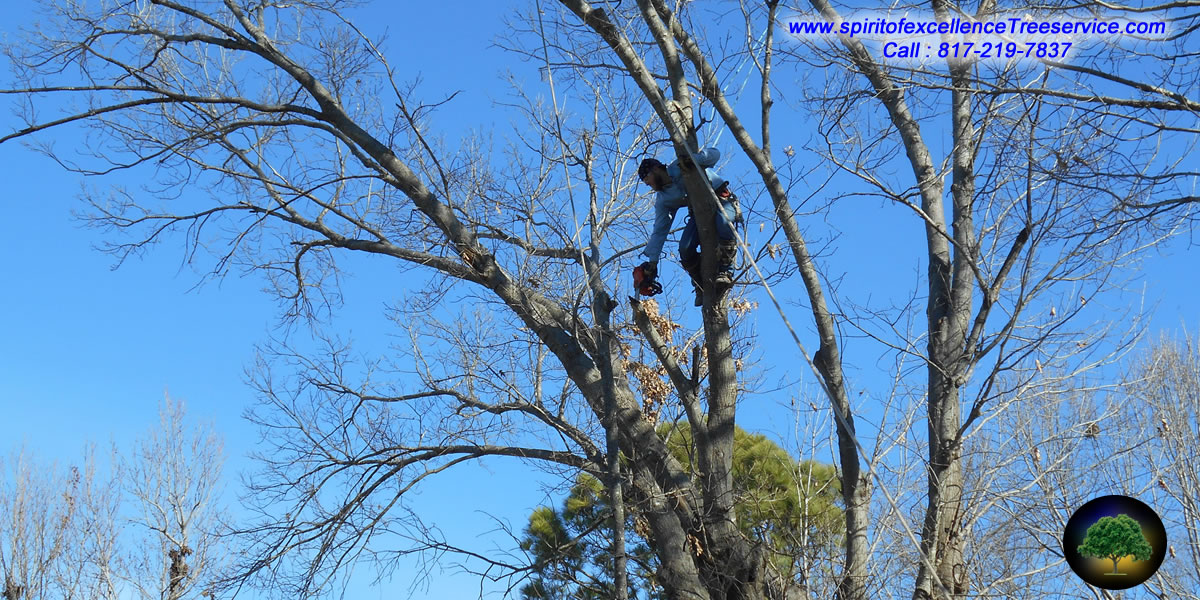 Tree Trimming | Tree Removal | Tree Care | Spirit of Excellence Tree Service.com
