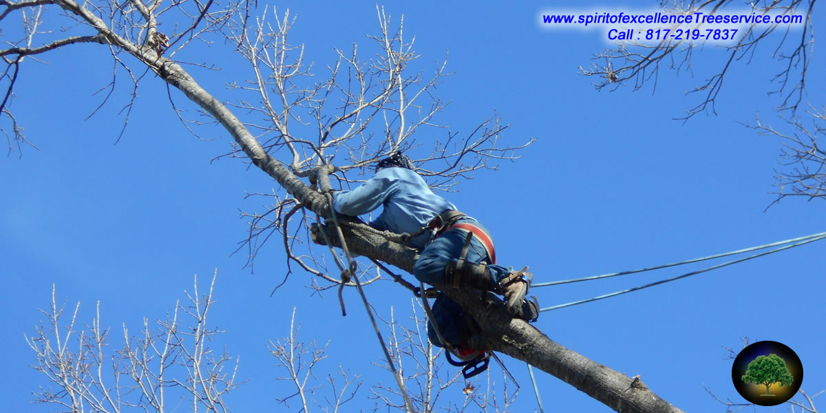 Tree Trimming | Tree Removal | Tree Care | Spirit of Excellence Tree Service.com