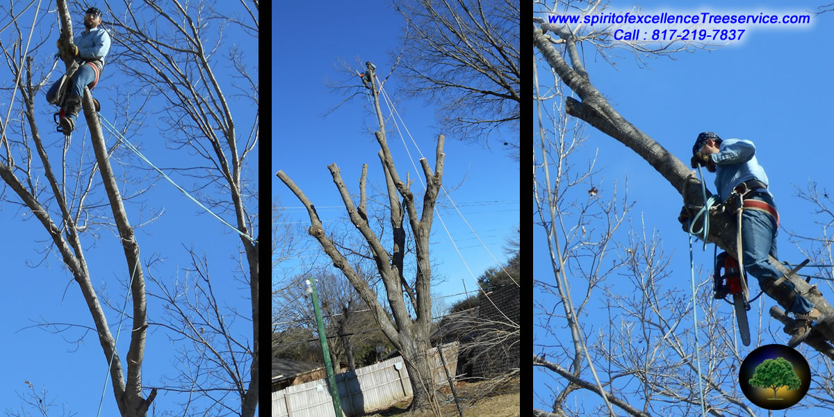 Tree Service | Spiritofexcellencetreeservice.com