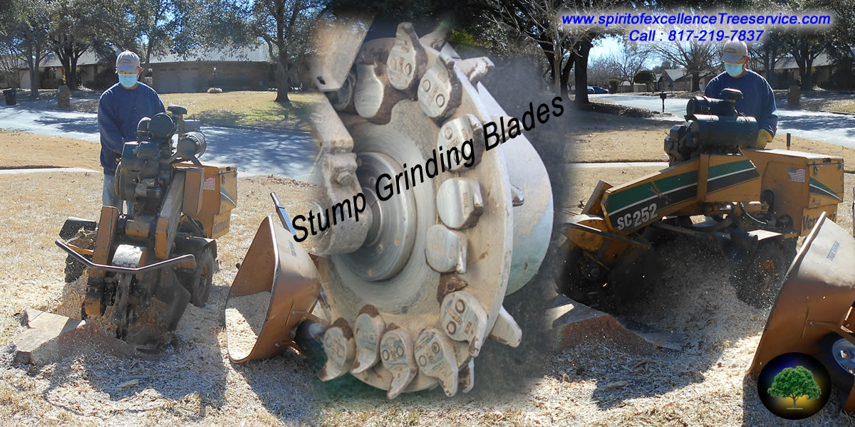 Tree Stump Removal