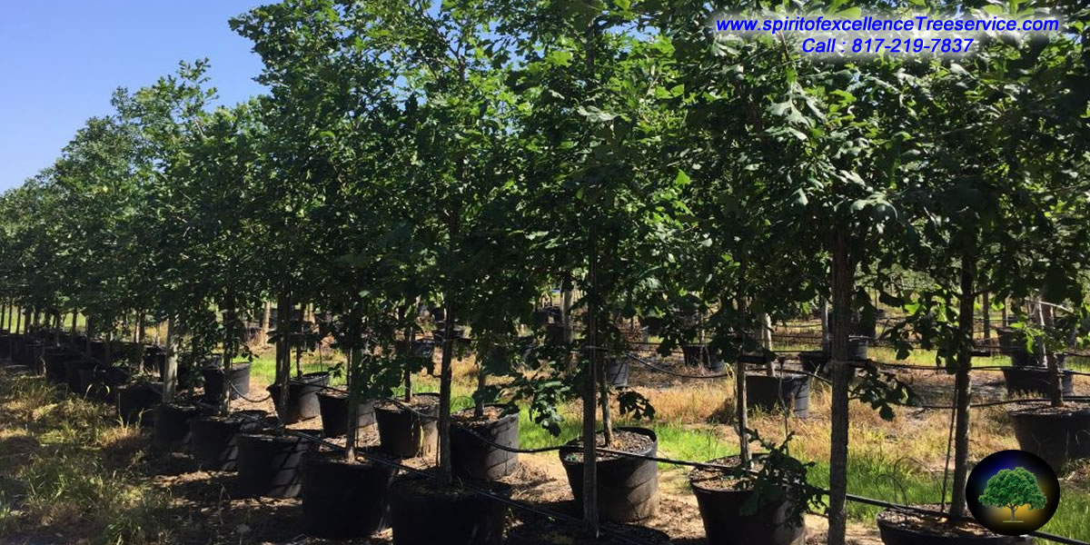 Tree Service | Spiritofexcellencetreeservice.com